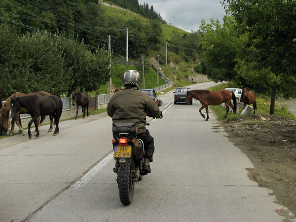 Paarden op de weg