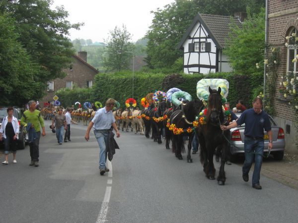 Paarden op de weg